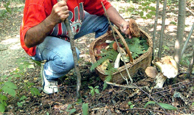 Feriti mentre cercano funghi, tre soccorsi nel Vco