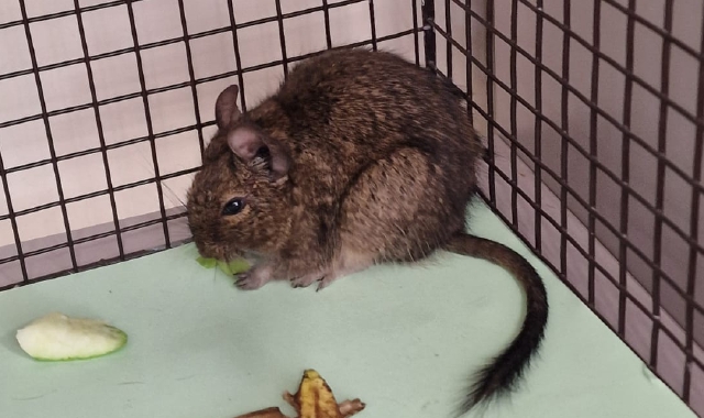 L’esemplare di degu, roditore domestico originario del Cile