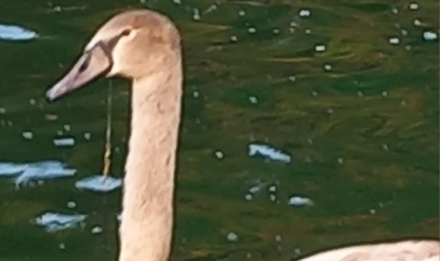 Il cigno con la lenza che fuoriesce dal becco