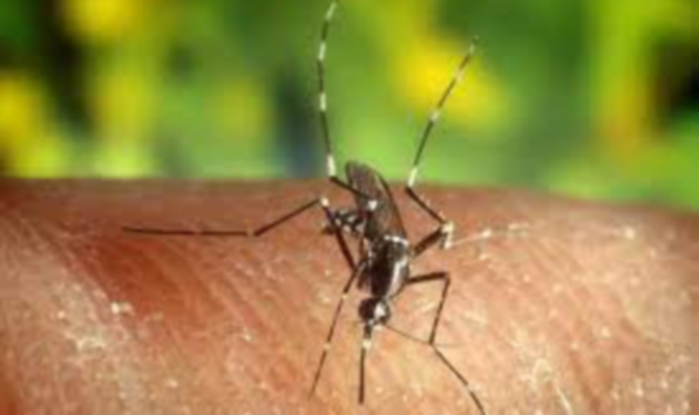 Il virus viene trasmesso dalle punture di zanzare