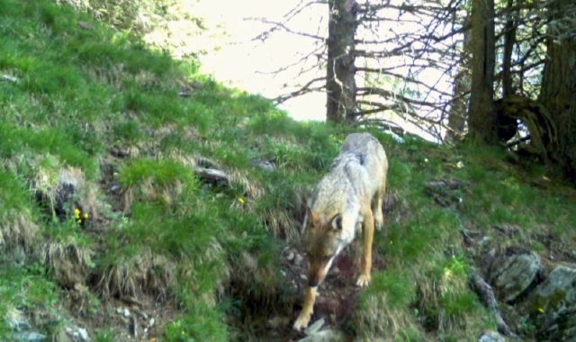 La presenza del lupo sul territorio è sempre più abbondante (foto Archivio)