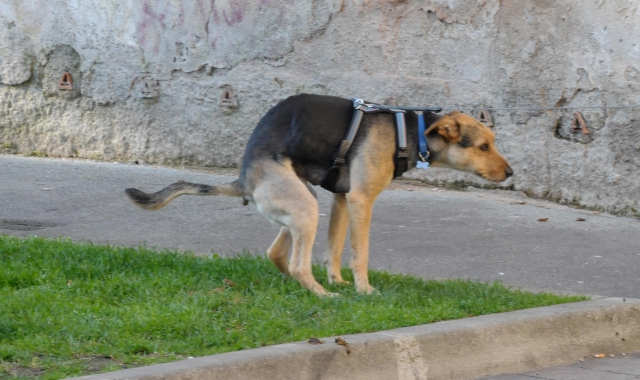 Le liti sarebbero iniziate a causa della sporcizia lasciata dal cane  (foto Archivio)
