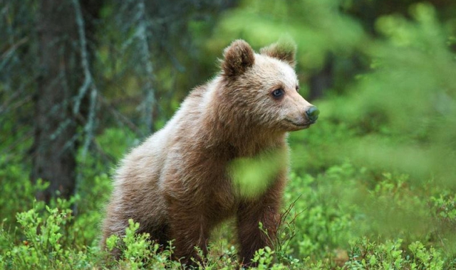 La frequentazione dell'orso al Cai di Varese (Foto Archivio)