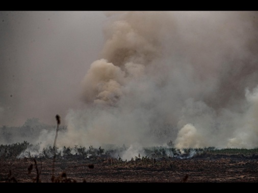 Brasile: giaguari morti per incendio in parco del Mato Grosso