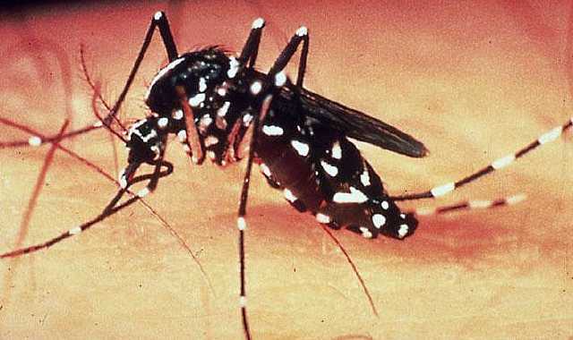 Chikungunya: un caso a Parabiago