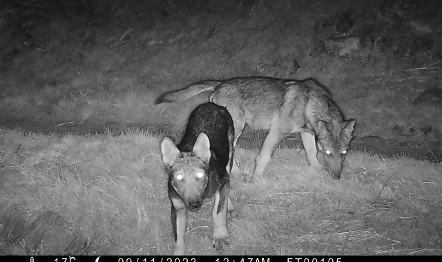 Possibile presenza di un branco di lupi nel Canton Ticino (Foto Archivio)