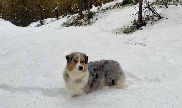 Dall’Alpe Devero a Macugnaga: prime nevicate