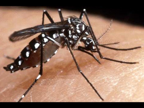 Approvato negli Usa il primo vaccino al mondo per la chikungunya