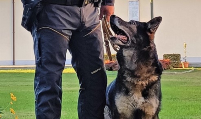 Verbania, in pensione cane antidroga: l’omaggio dei “colleghi” della Gdf