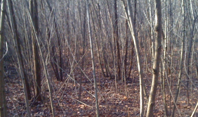 Cassaforte nel bosco: all’interno fucili e cartucce