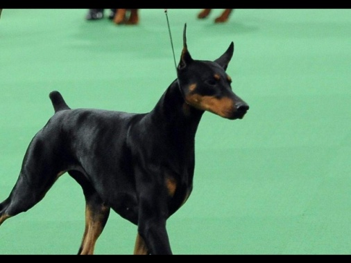 Bimbo morso dal dobermann di famiglia