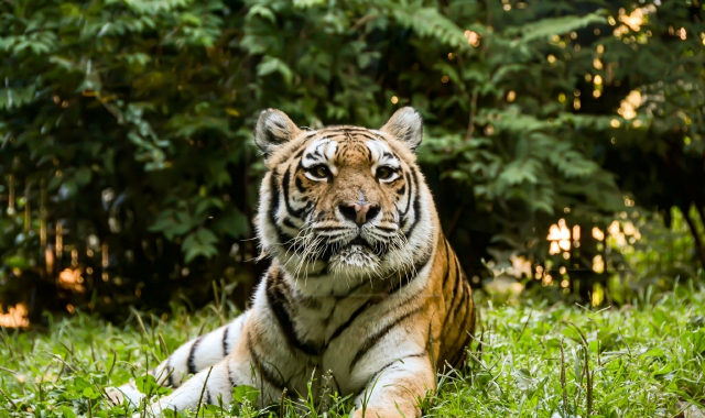 Addio Margot, tigre de “La Torbiera” di Agrate Conturbia