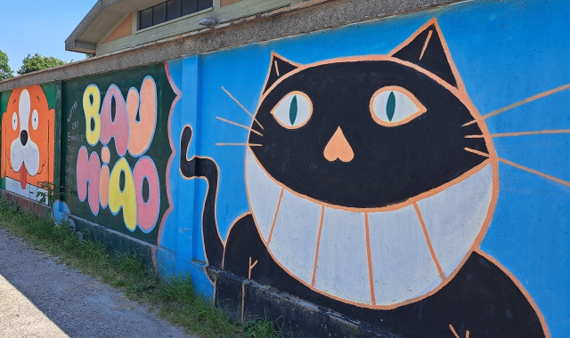 Troppi gatti randagi a Gallarate