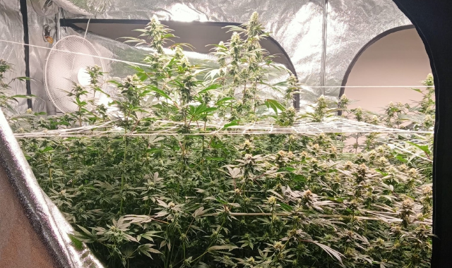 Le piante di marijuana nella casa del 36enne (Foto Redazione)