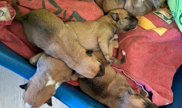 Sette cuccioli abbandonati a Caidate: ora sono al sicuro