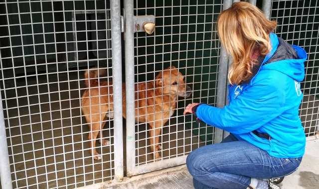 Canile di Varese, Licata attacca la Regione