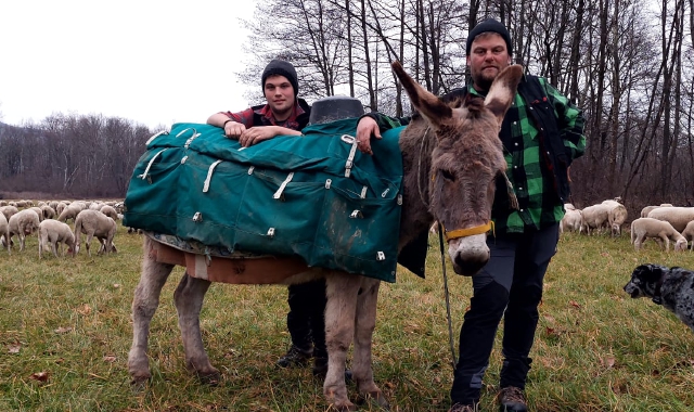 I pastori col gregge, un viaggio chiamato transumanza