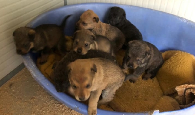 Gli otto cuccioli di cane abbandonati lungo la statale 394 (Foto Redazione)