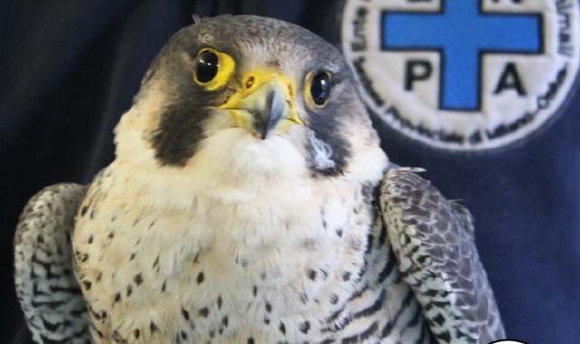 Il falco Enzo soccorso dall’Enpa