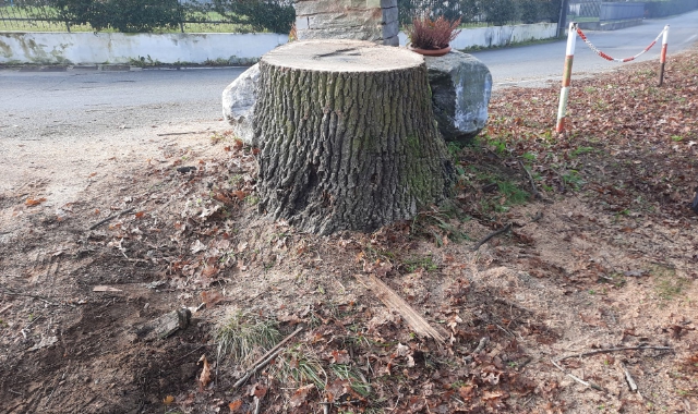 Mornago: «Quercia abbattuta, il Comune spieghi perché»