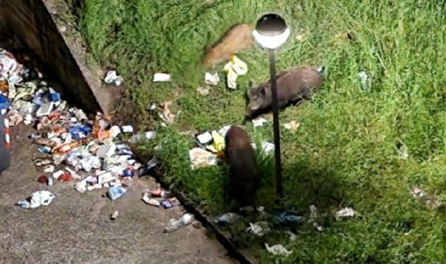 Varese, petardi contro i cinghiali