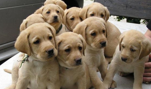 Una cucciolata di Labrador Retriever: la proprietaria di due cani di Sacconago ha ricevuto una lettera in cui i suoi animali sono minacciati di avvelenamento