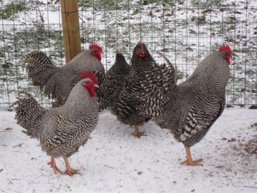Codacons, 'multa 100mila euro a Fileni per il pollo bio'