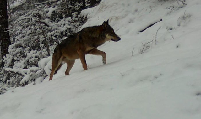 Branco di lupi in Val Bognanco. Avvistata anche una lince