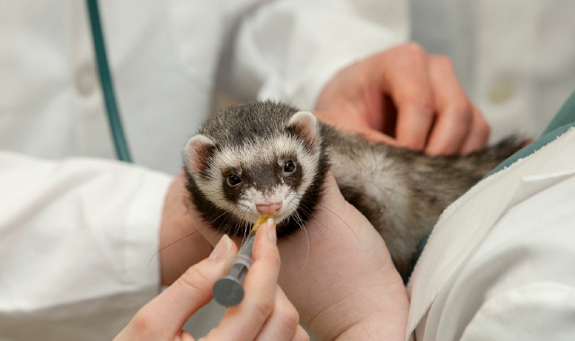 In Lombardia oltre mille i furetti domestici con microchip
