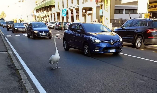 Il cigno a passaggio nel traffico in via Sanvito