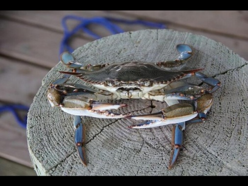 Caldo risveglia il granchio blu,primi stop alla pesca di vongole