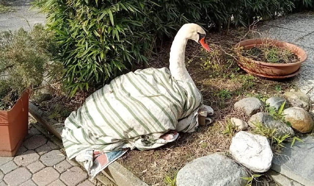Il cigno salvato da una grave intossicazione alimentare (Foto Redazione)