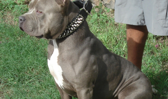Un esemplare di pitbull, cane bellissimo e anche affettuoso, ma che a volte può diventare un pericolo per la sua forza superiore alla media