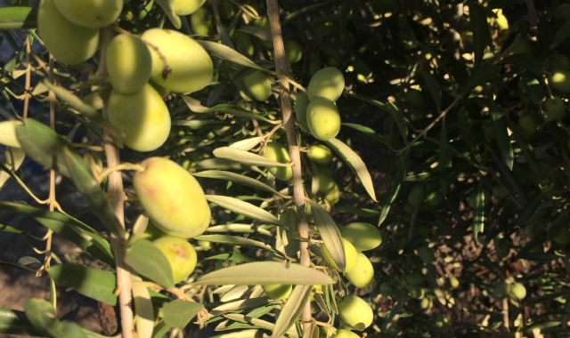 Si può cogliere la differenza tra una pianta sana e una afflitta da Xylella ascoltando il loro suono (Foto Archivio)