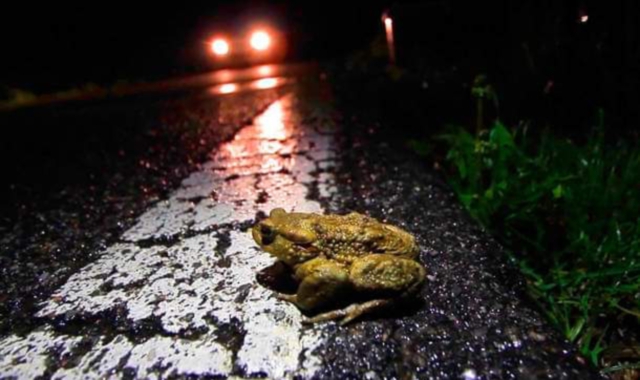 Gli anfibi sono animali lenti, i volontari li aiutano ad attraversare la strada salvandoli da morte certa (Foto Cai)