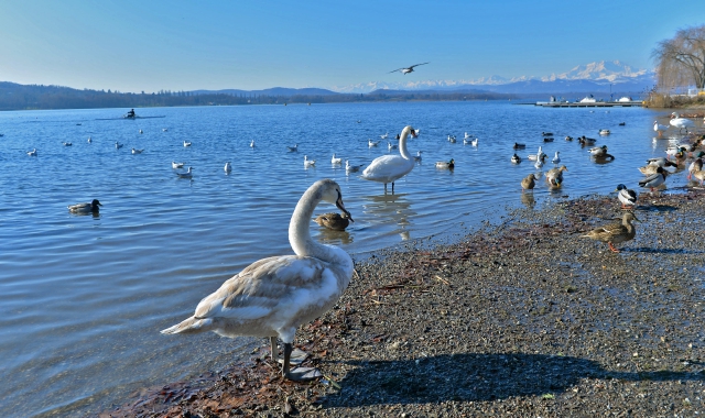 Lago di Varese, 6 milioni e mezzo dalla Regione