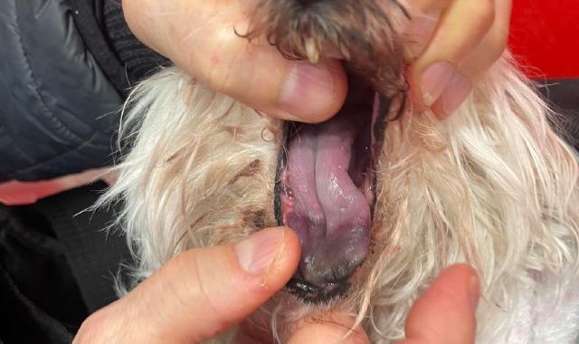 I danni provocati all’animale dalla processionaria