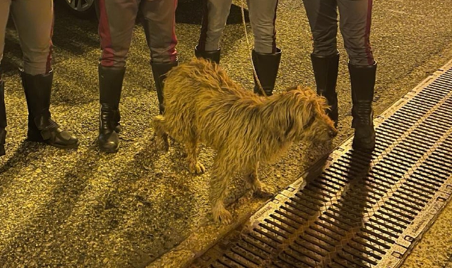 Cane semina il caos sull’A4, salvato dalla Stradale