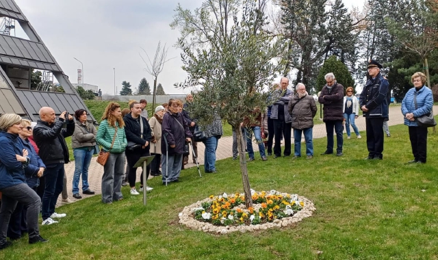 Castellanza ricorda le vittime del Covid davanti all’ulivo simbolo