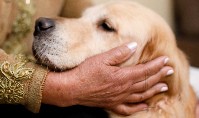 In arrivo in Italia il Puppy Yoga (Foto Archivio)