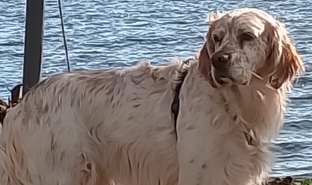Una foto recente di Teo, il setter inglese sparito dalla sua proprietà: dopo aver vissuto in canile, era stato adottato da una famiglia di Comerio
