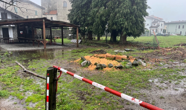 Quercia secolare abbattuta: caccia al responsabile