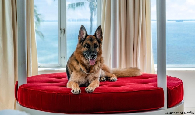 Il cane più ricco del mondo