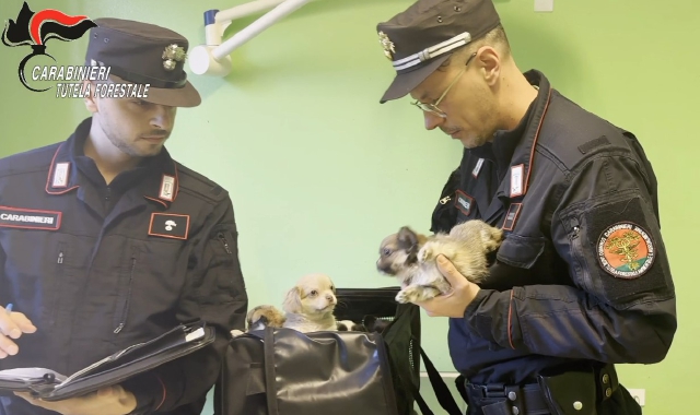 Varese: traffico di cuccioli importati dall’Est