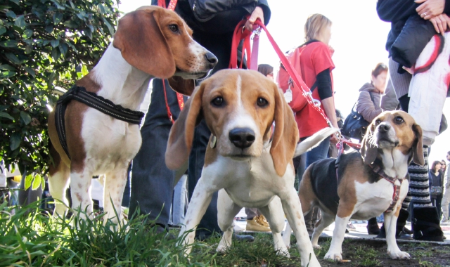 In crescita il mercato della Pet Beauty (Foto Archivio)