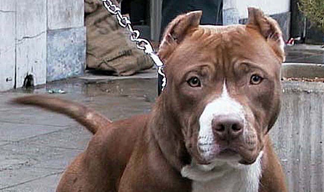 Il cane ha aggredito il piccolo in casa (foto Archivio)