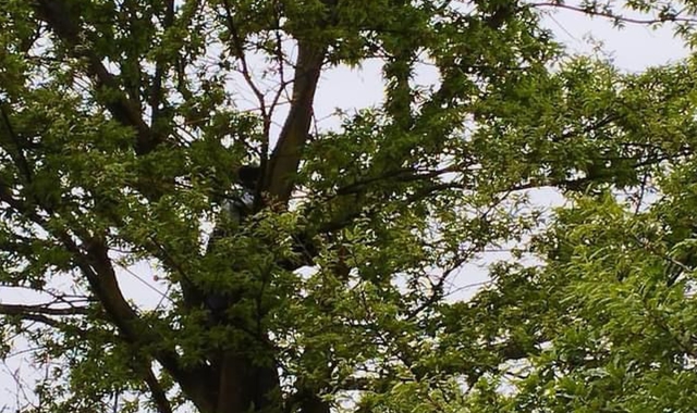 La protesta sull’albero di un attivista del gruppo Tanuki