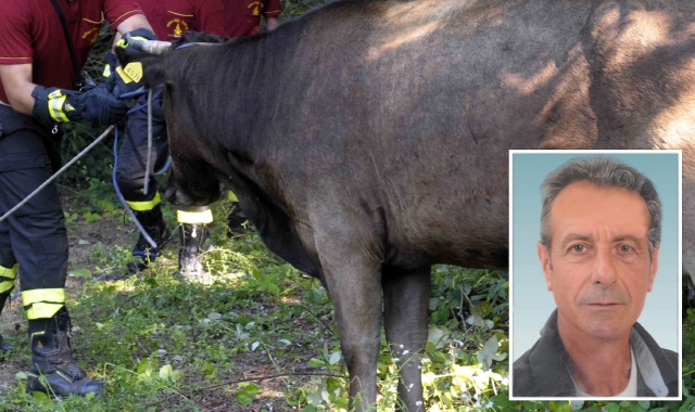 Uomo ucciso da una mucca a Magnago