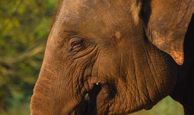 L’elefante asiatico (Foto Archivio)