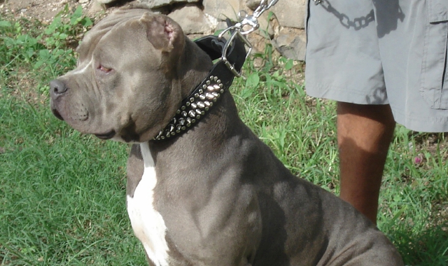 Un pitbull ha ferito una bambina a Sesto San Giovanni (Foto Archivio)